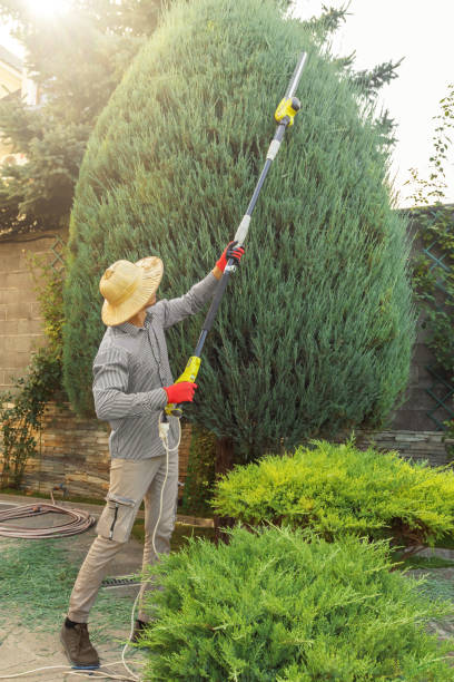 How Our Tree Care Process Works  in  Polson, MT