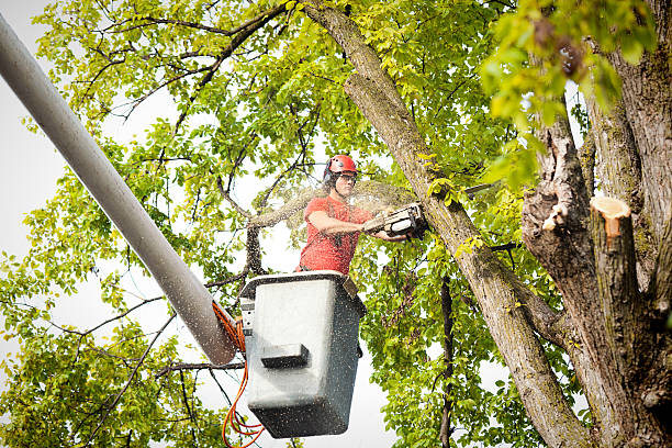 Trusted Polson, MT Tree Removal Experts